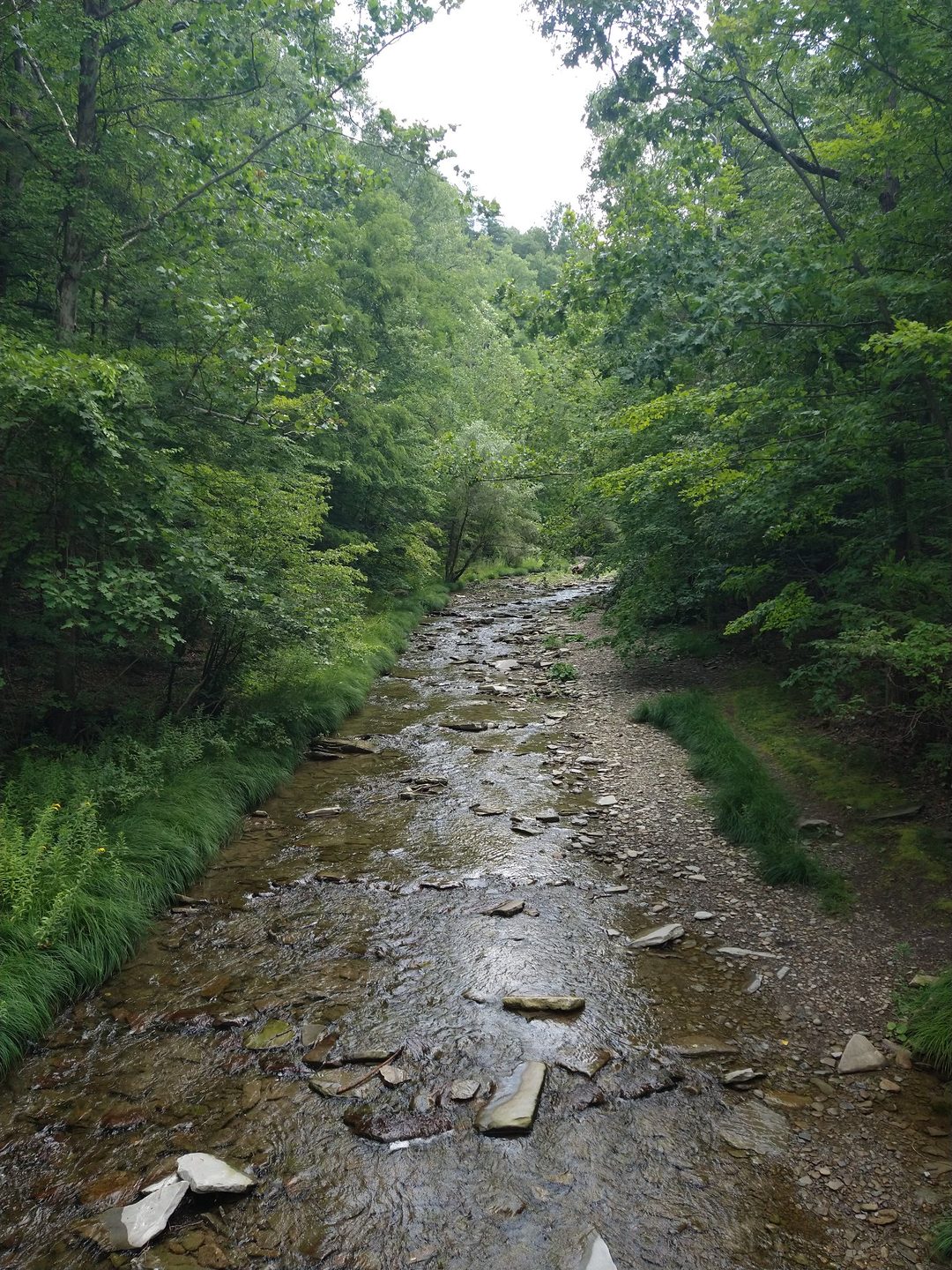 A shallow rocky creek winding through a lush green valley